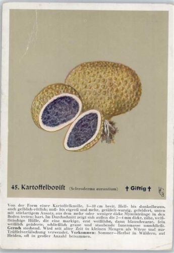 Nr. 45 Kartoffelbovist -Heil- und Nährkräfte aus Wald und Flur