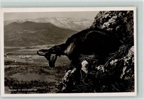 Gemse im Hochgebirge Foto AK