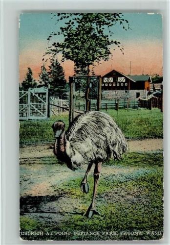 Strauß in Tacoma, Wash. USA ca 1930 AK