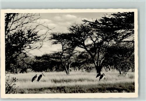 Marabus in Südafrika 1952 Foto AK