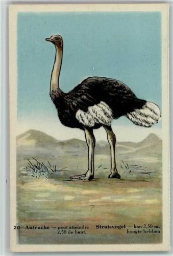 Straußvogel