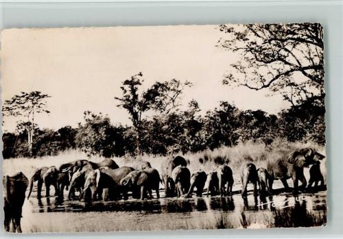 Afrika Elefantenherde an der Tränke ca 1955 AK Elefant