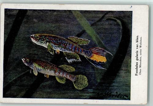 sign Schröder - fundulus gularis