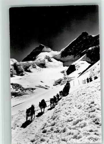 Jungfraujoch , Polarhunde Foto 1972 AK Hundeschlitten