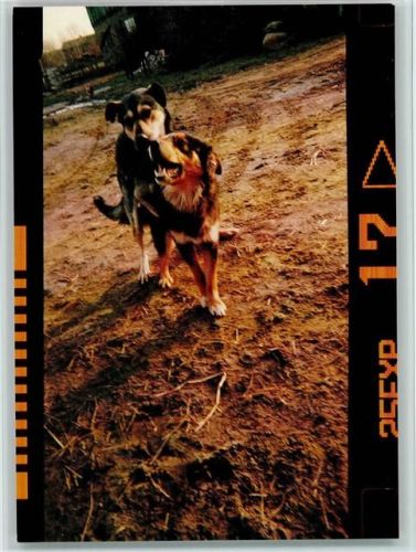 Edgar Karte Nr. 3565 - Hunde
