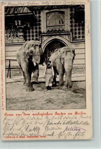 Wärter mit Elefefanten - Berlin Zoologischer Tiergarten 1903 AK