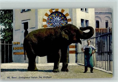 Basel Zool. Garten - Elefant mit Tierpfleger ca 1913 AK