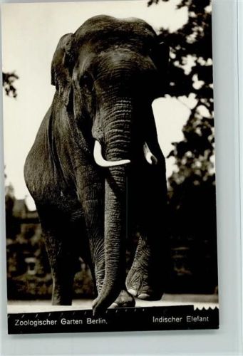 Berlin Zoologischer Tiergarten - Ind. Elefant
