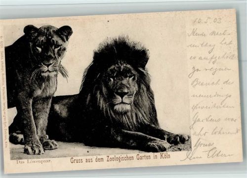 Köln Stadt Löwenpaar, Zoologischer Garten Köln 1903 AK