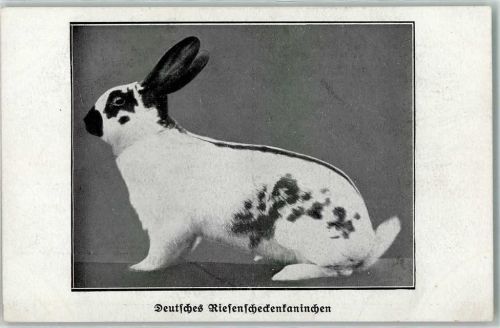 Riesenscheckenkaninchen aus der Zeitschrift: Der Kaninchenzüchter AK Hase