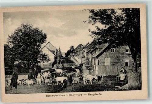 Benneckenstein Bergstraße Ziegen
