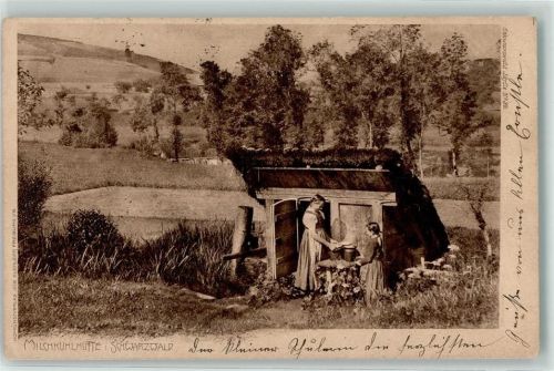 1904 Milchkühe Schwarzwald Idylle Nr. 32