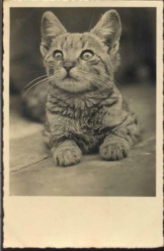 1930 Katze,Postkarten Industrie A. G.