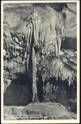 um 1930/40 Rübeland, Baumannshöhle, Elefantenrüssel am hängenden Gebirge,Berger AKU1