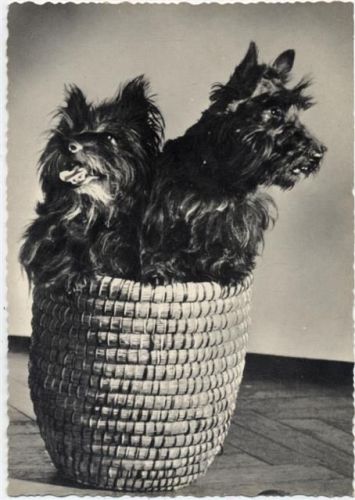 um 1950/60 Kleine Hunde im Korb, RasseHunde AKU1