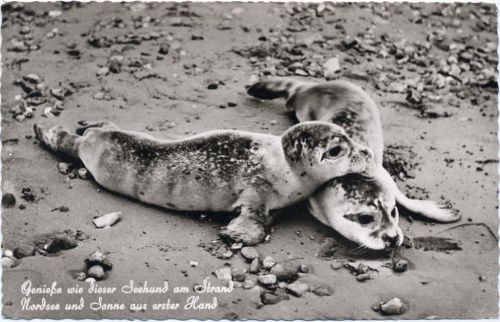 1961 Junge Seehunde am Strand, gezackter Rand,Karl Waak
