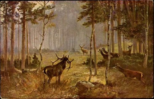1913 Hirsche