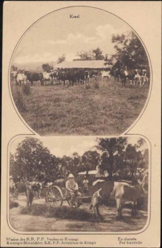 um 1910-20 Jesuiten-Mission in der Kwango-Region, Ochsenkarren, Kraal
