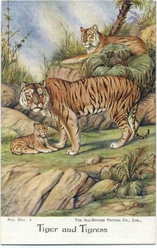 um 1920/30 Tigerpaar mit Nachwuchs, Künstler-AK,The All-British Picture Co.,sign. Sherman