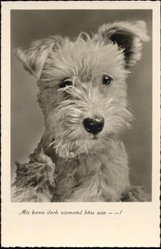 um 1930/40 Ak Nr. 70685, Irischer Terrier, -Mir kann doch niemand böse sein--!-,Amag