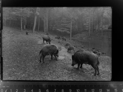 Scherfede Wildschweine