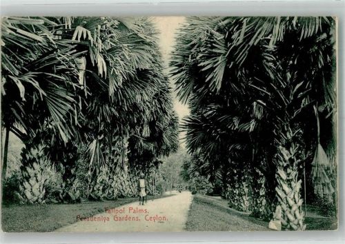 Kandy 1916 Fallpol Palms Königlicher botanischer Garten