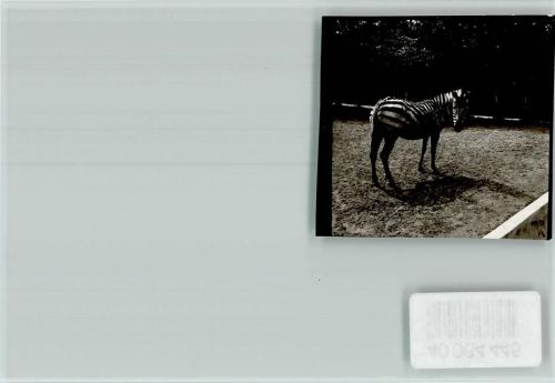 Jaderberg Zoo Zebra