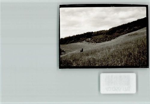 67829 W6761 Schmittweiler b Callbach FOTO KEINE AK Pferd ohne Namen