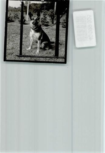 W4290 Bocholt Tierheim Schäferhund Schäferhund FOTO KEINE AK