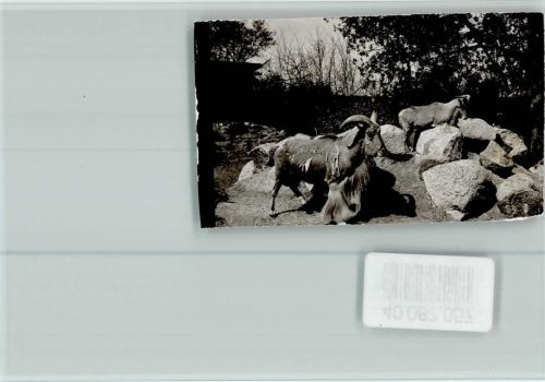 Groß-Gerau Ziegen auf dem Felsen