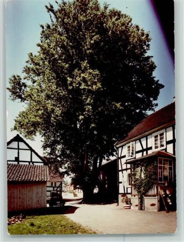 Bierenbachtal Dorflinde