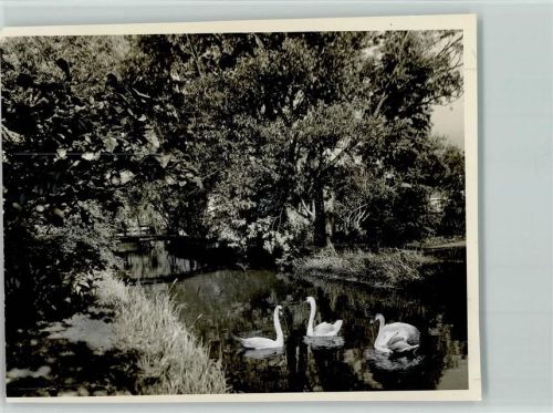 Stollhamm Schwäme auf dem Teich Foto 11 x 14 cm -Scanstrich