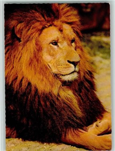 Prächtiger Löwenmann