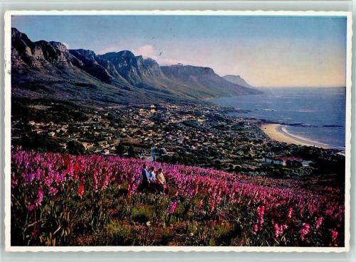 Kapstadt Wilde Blumempracht bei Lions Head