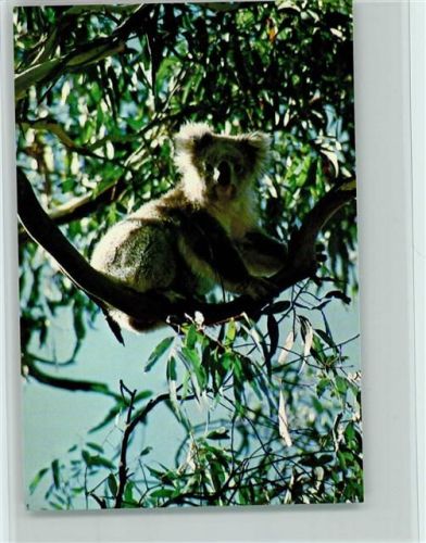 Koala im Eukalytusbaum