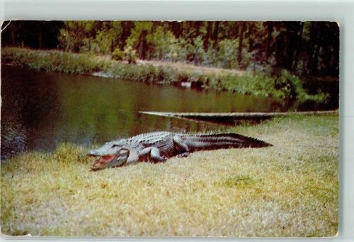 Okefenokee Swamp Park