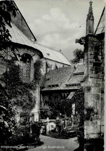 Hildesheim Rosenstock 1000 jährig Friedhof AKU2