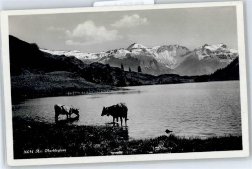Kühe, Alm Oberblegisee