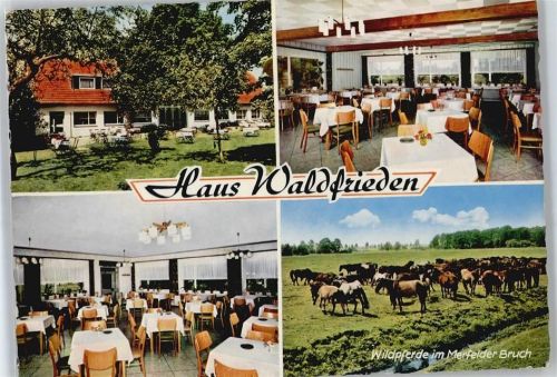 Dülmen Gasthaus Waldfrieden, Wildpferde