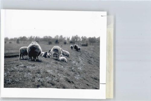Wewelsfleth Foto mit Negativ, Schaf