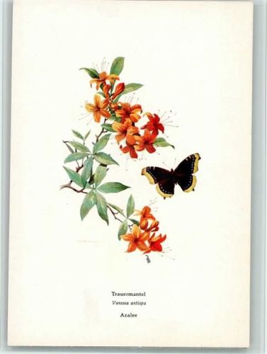 Azalee mit Trauermantel