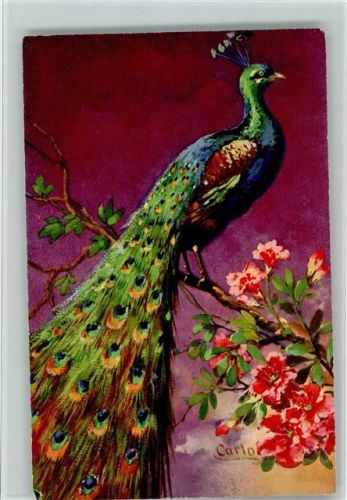 Pfau auf Blütenzweig sign. Carlo