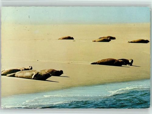 Seehunde auf Sandbank