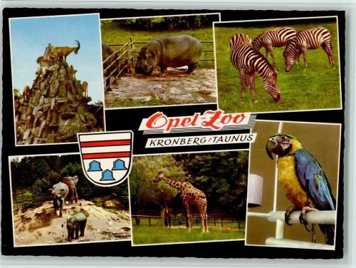 Kronberg Steinbock Flusspferd Zebra Elefanten Giraffen Papagei Opel-Zoo