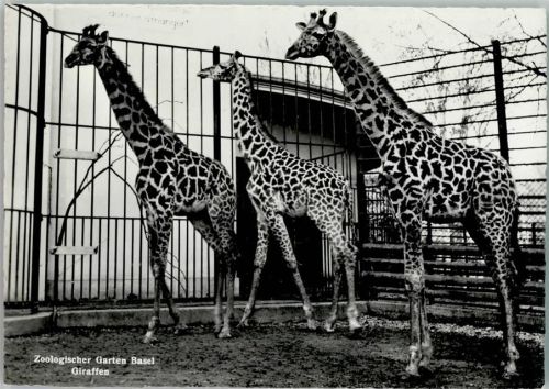 Basel Giraffen Zoologischer Garten