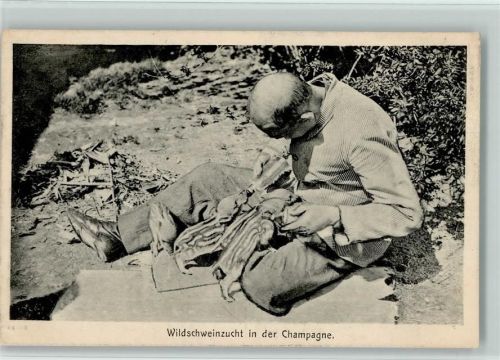 1916 WK I Wildschweinzucht in der Champagne AK