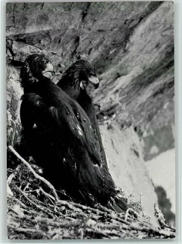 Adler im Horst Raubvogel