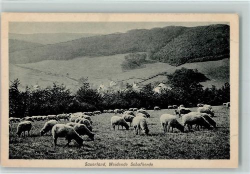 Weidende Schafherde Sauerland