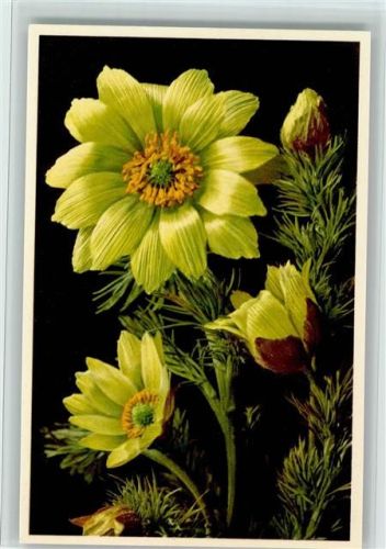 Adonis vernalis - Frühlings-Andonisröschen in gelb