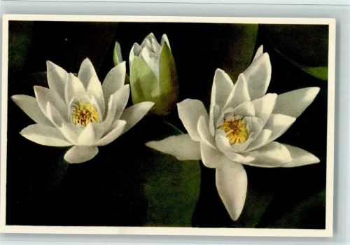 Nymphaea alba - Weisse Seerose